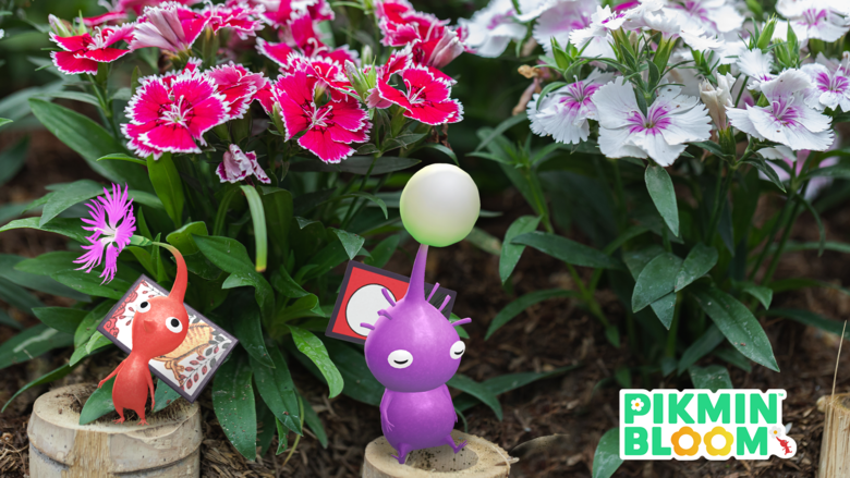 Flower Card Decor Pikmin are returning to Pikmin Bloom for a short time
